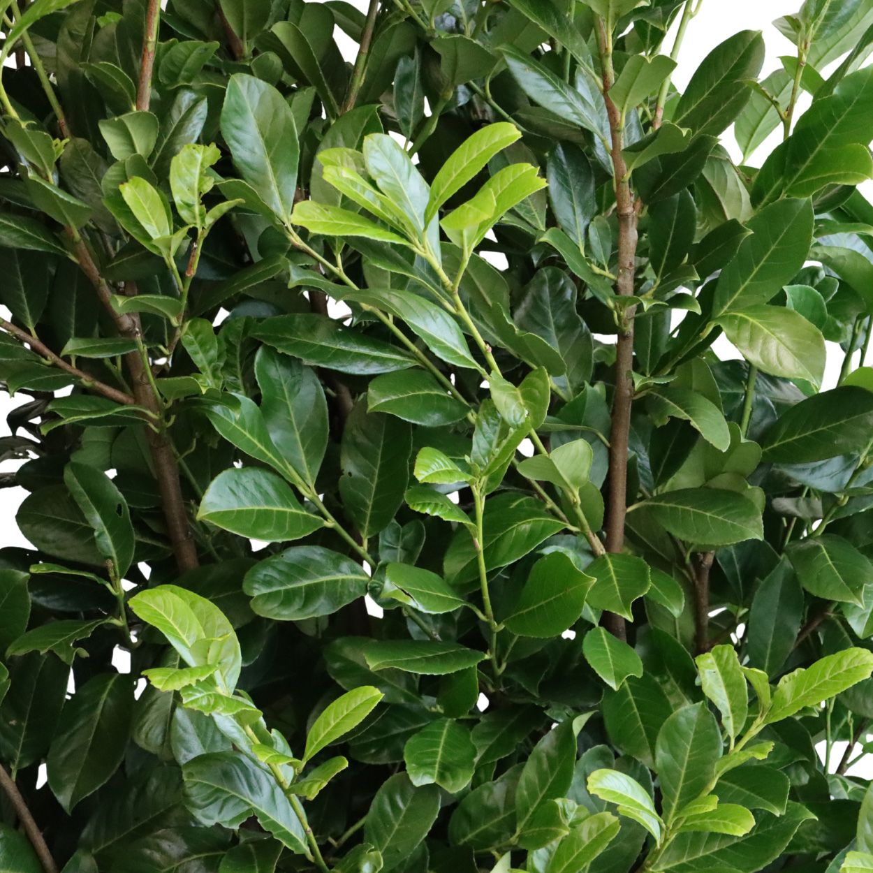Prunus laur. Rotundifilia 110lt Trough 3 Units