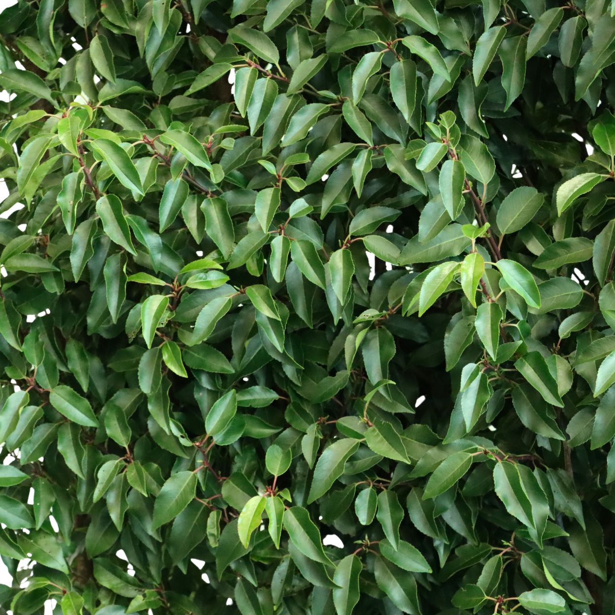 Prunus Lusitanica Angustifolia 110lt Trough 3 Units