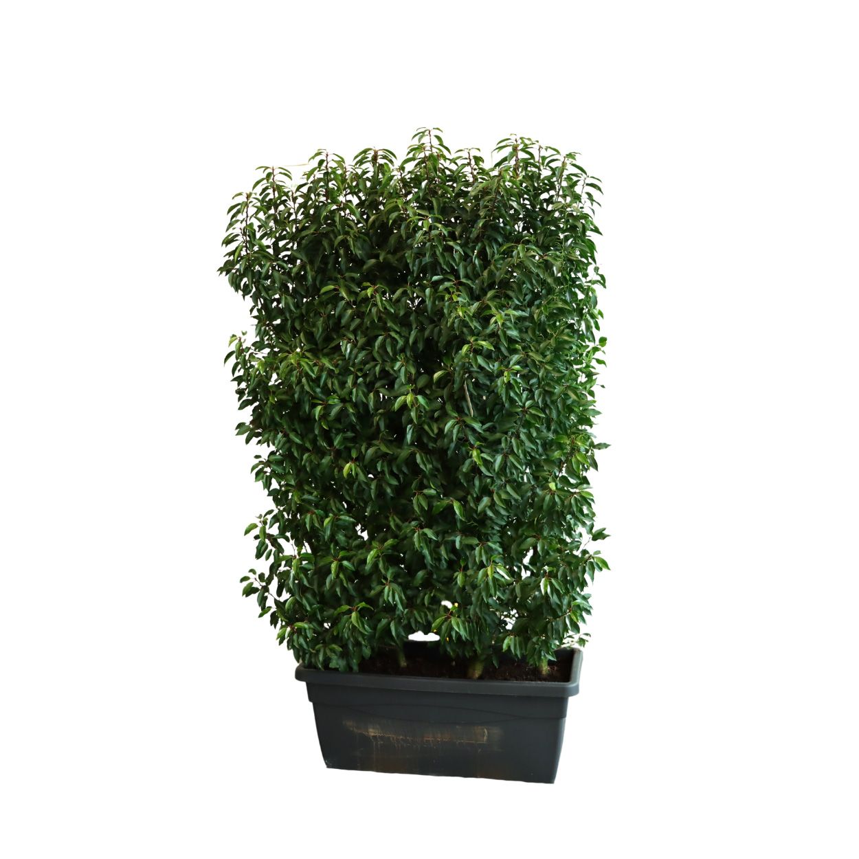 Prunus Lusitanica Angustifolia 110lt Trough 3 Units