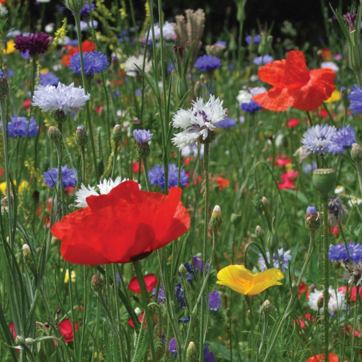 Wild Flowers Cornfield Annuals Mix