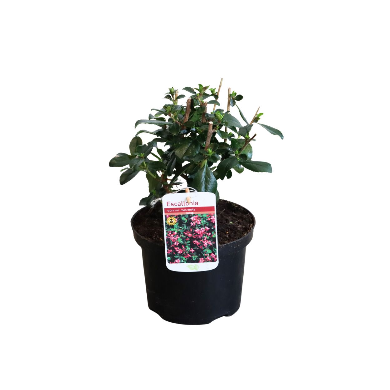 Escallonia Rubra Macrantha 17cm 25 Units