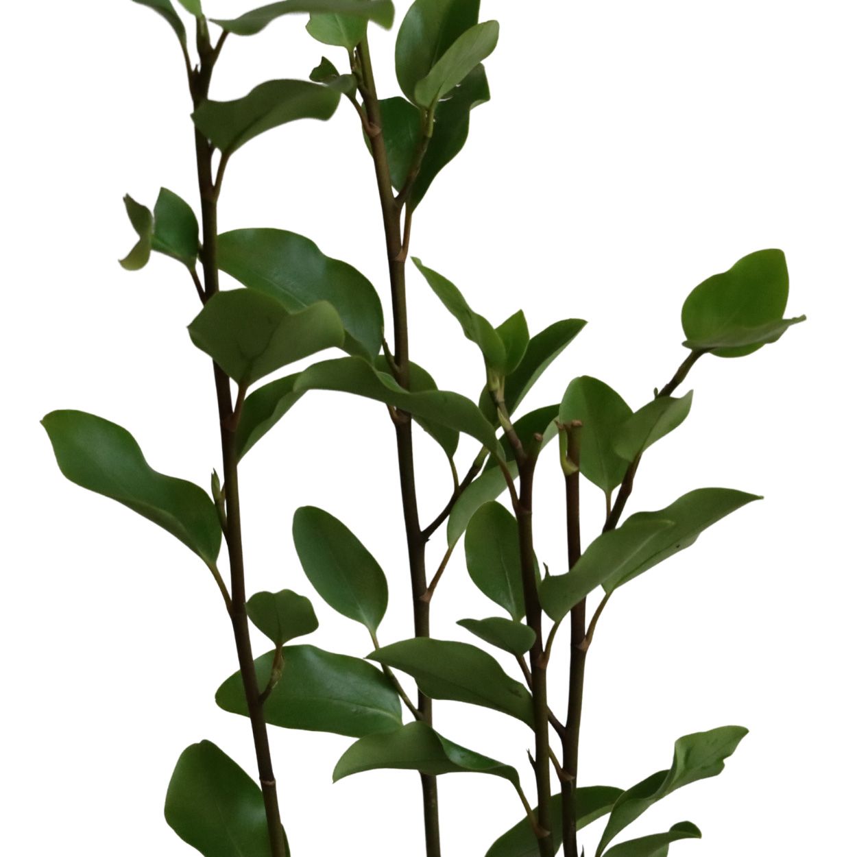 Griselinia Littoralis 17cm 50 Units