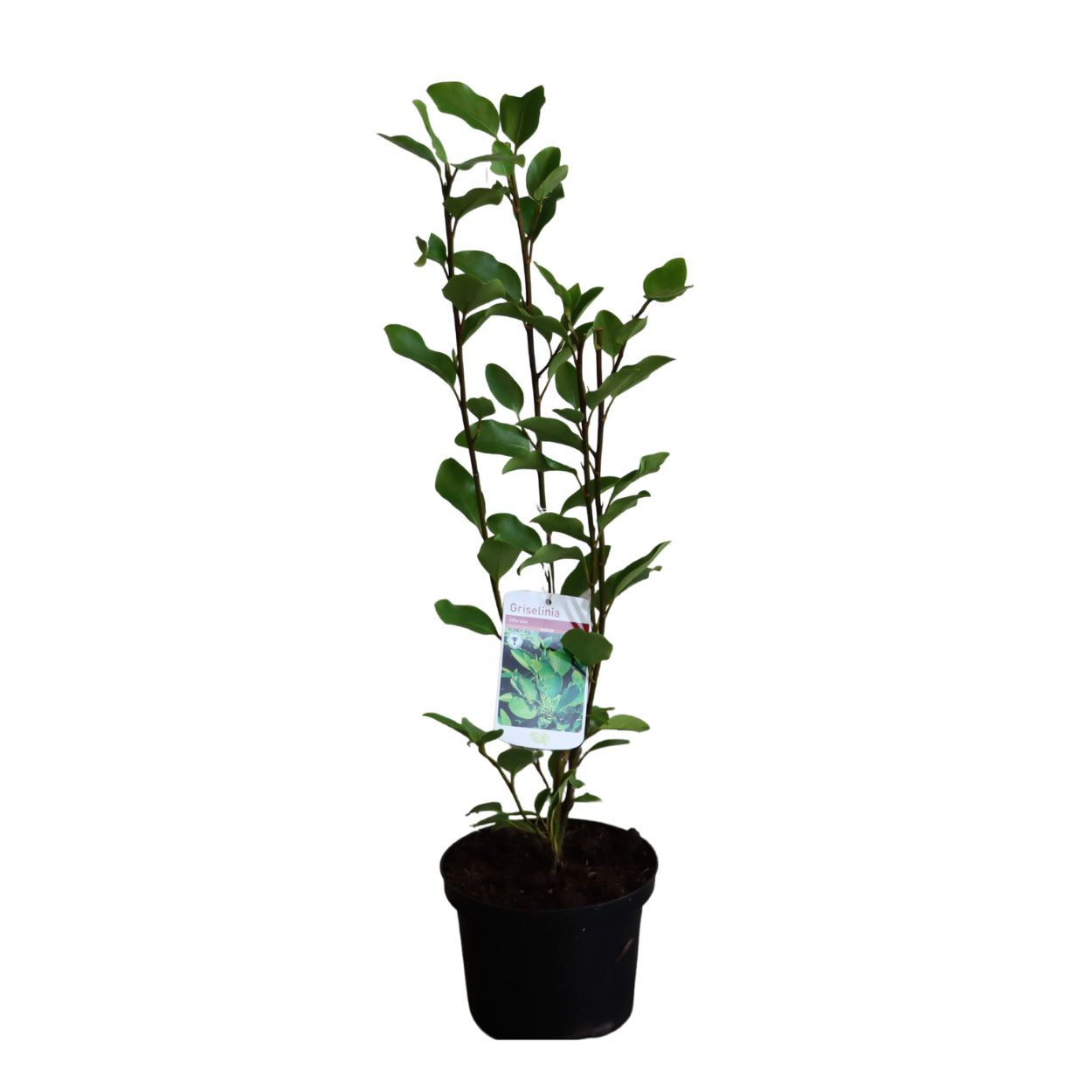Griselinia Littoralis 17cm 50 Units