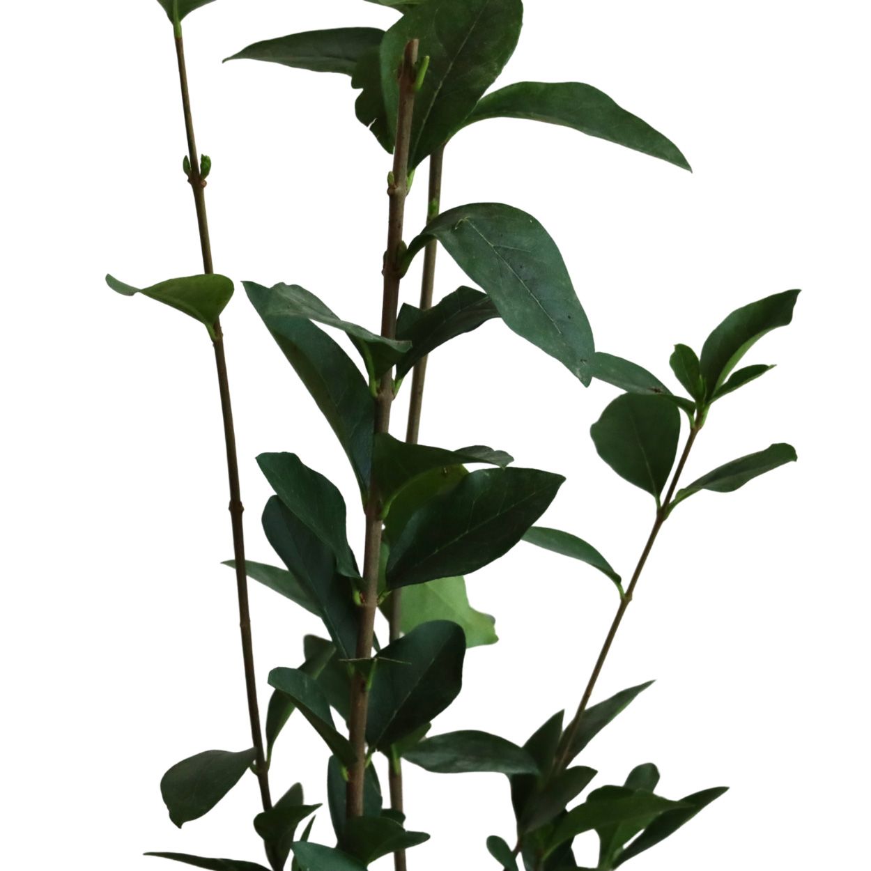 Ligustrum Ovalifolium 17cm 25 Units