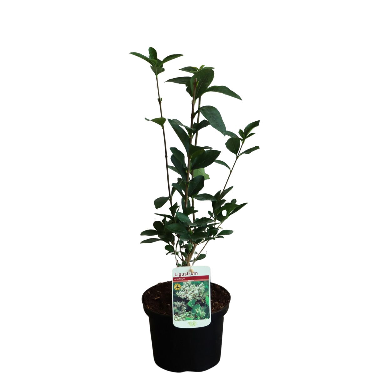 Ligustrum Ovalifolium 17cm 25 Units