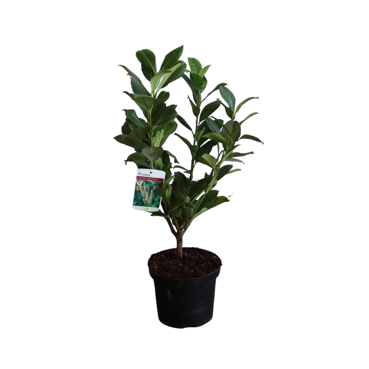 Prunus Laur. Rotundifolia 17cm 100 Units