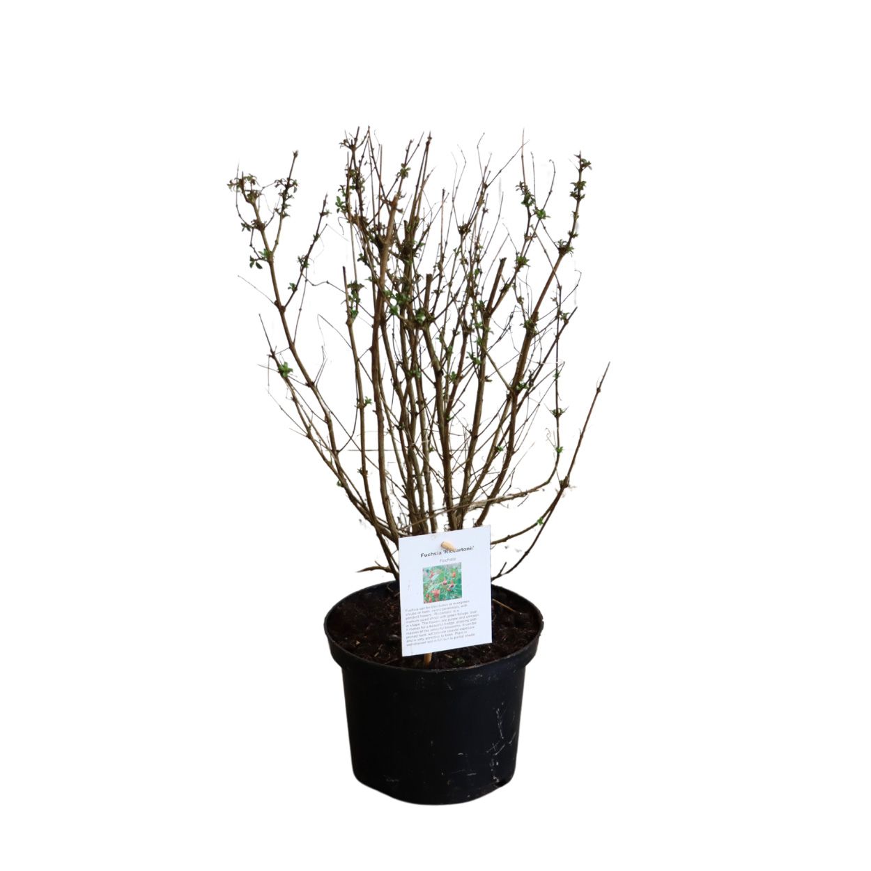 Fuchsia Riccartonii 17cm 50 Units