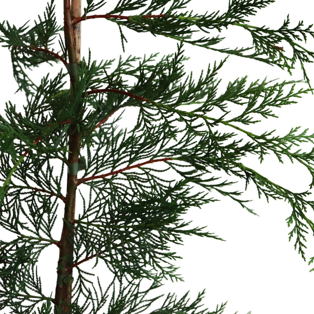 Leylandii 19cm 100 Units