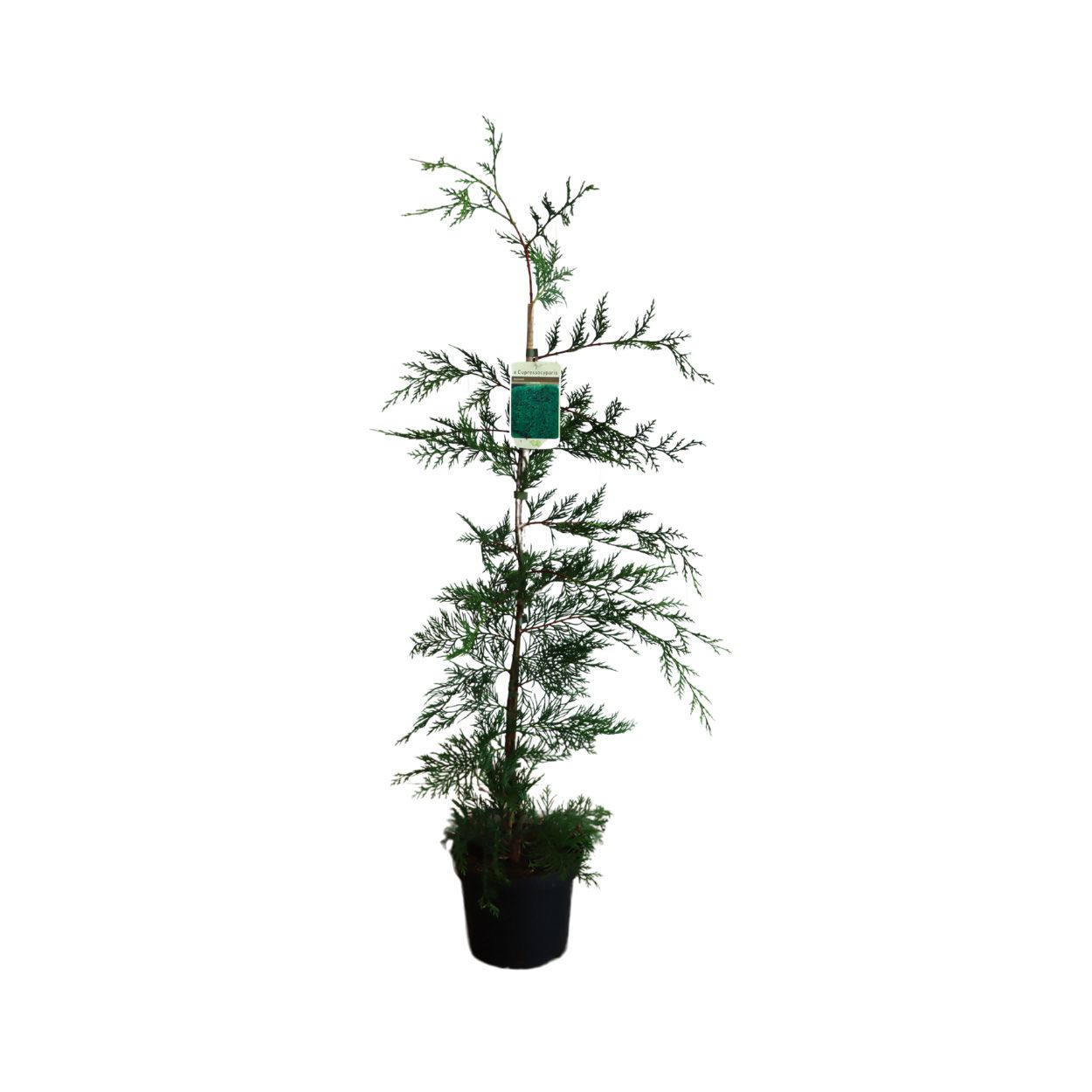 Leylandii 19cm 100 Units
