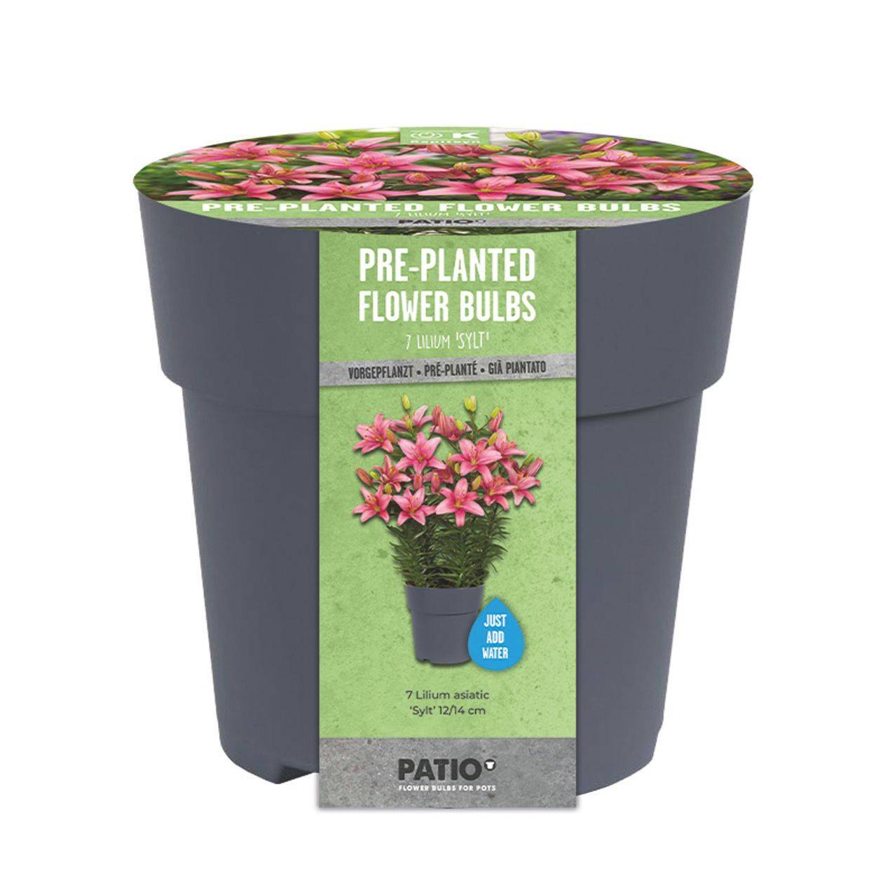 Pot Large - Lilium Sylt X 7