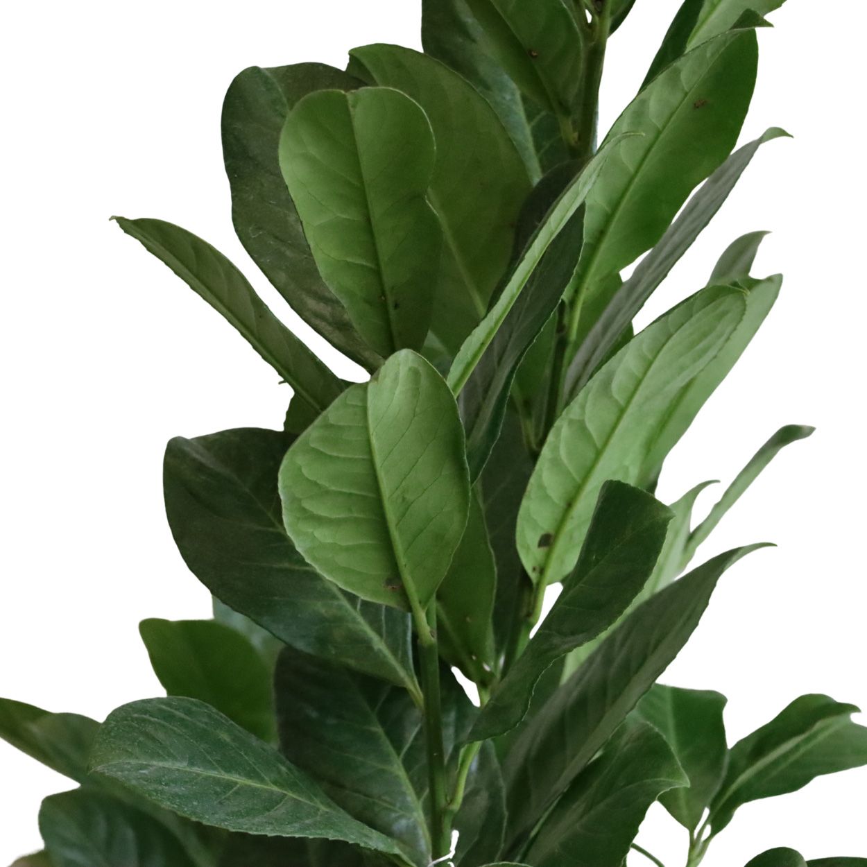 Prunus Rotundfolia 23cm 25 Units