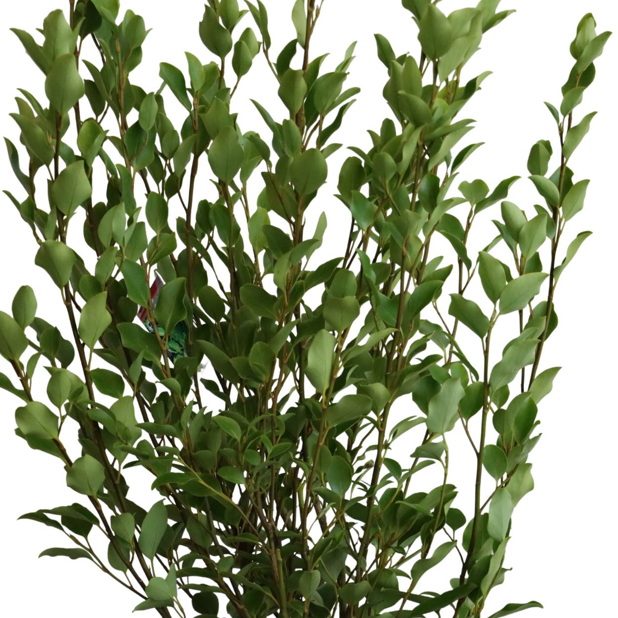 Griselinia Littoralis 26cm 25 Units