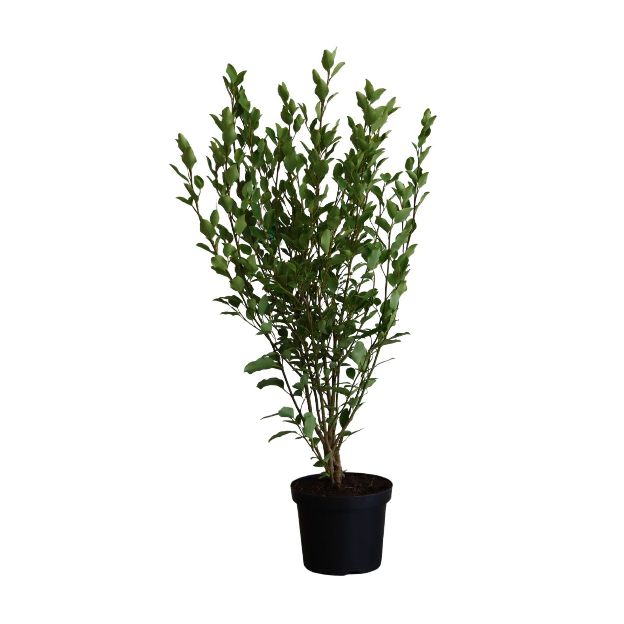 Griselinia Littoralis 26cm 25 Units