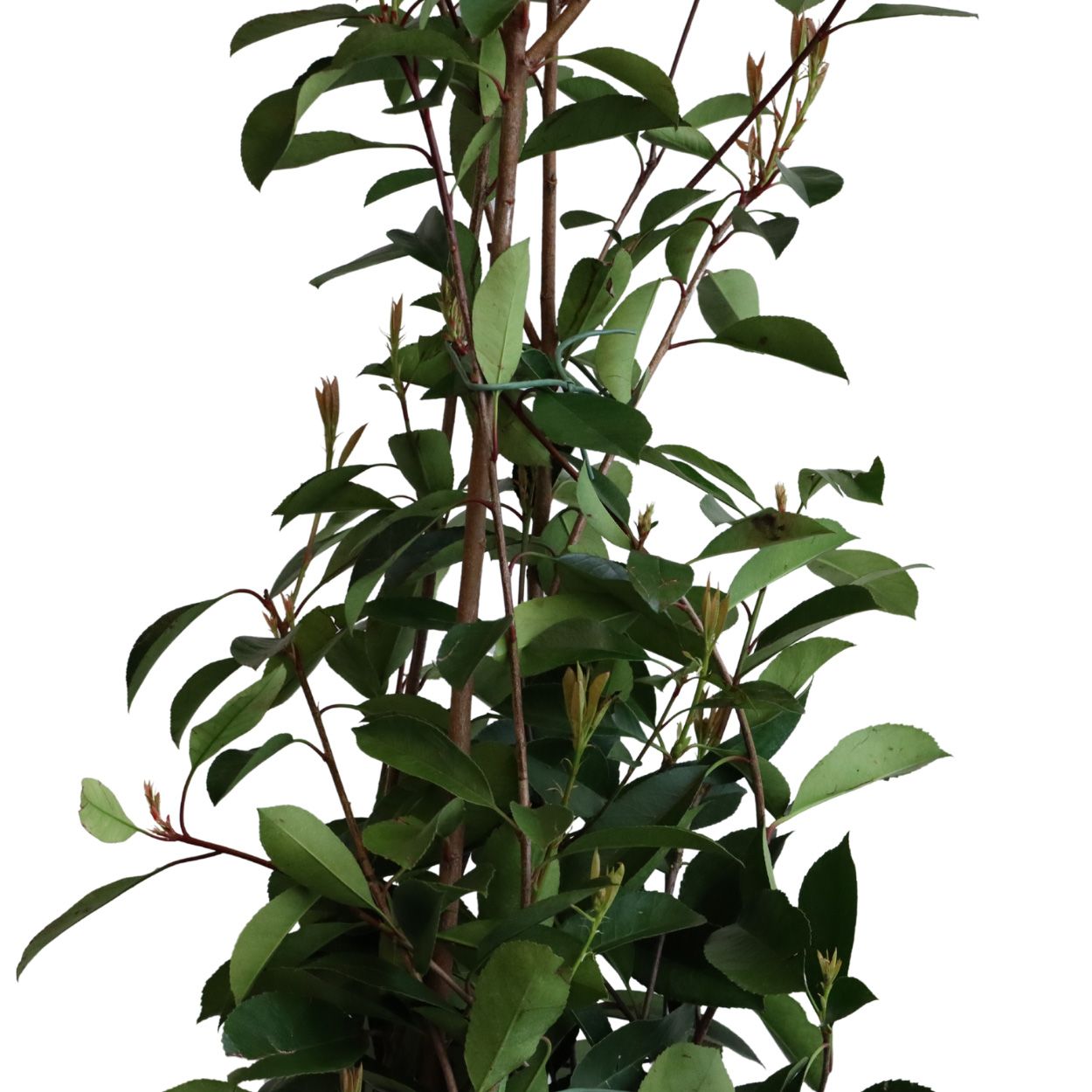 Photinia Fras. Red Robin 28cm 5 Units