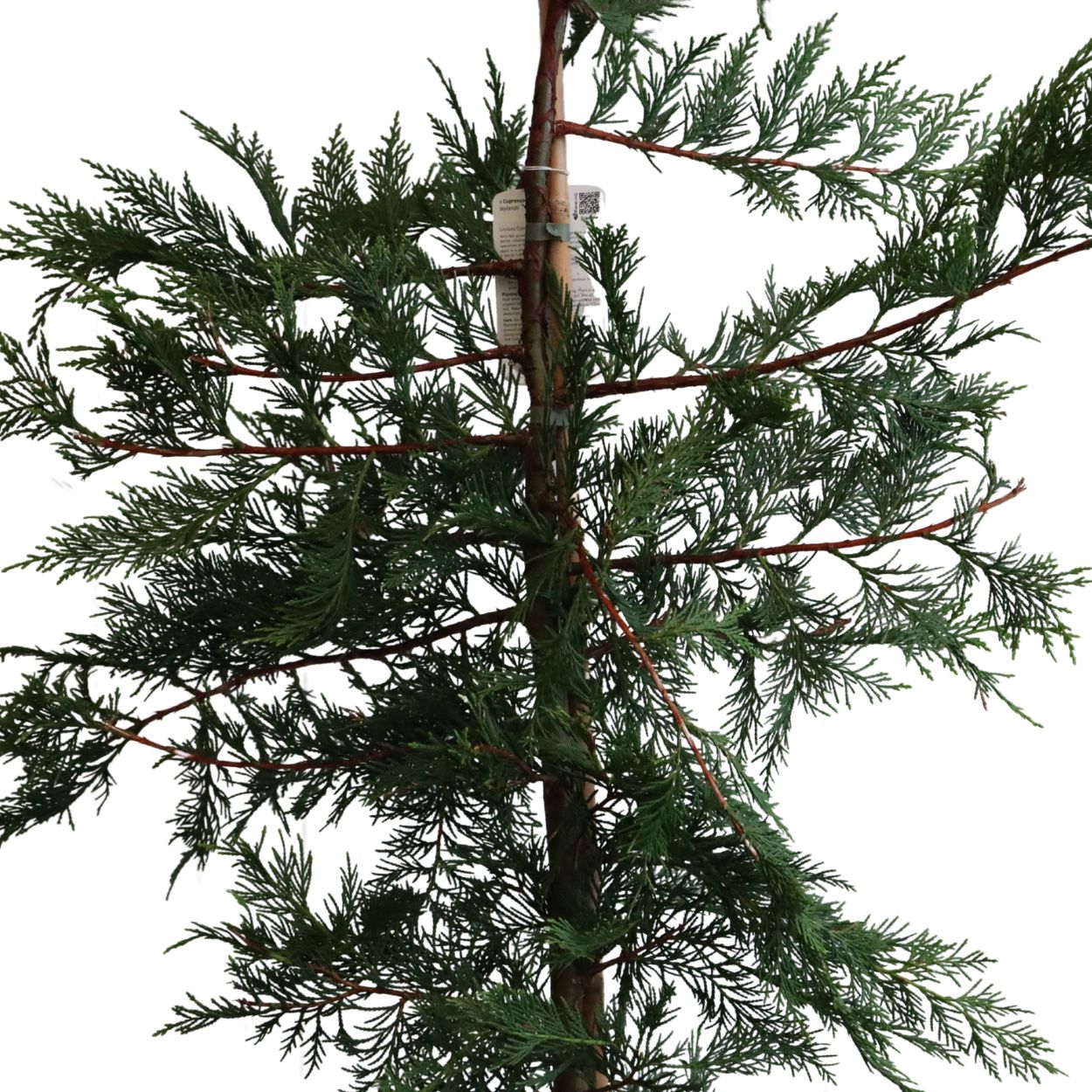 Leylandii 30cm 25 Units