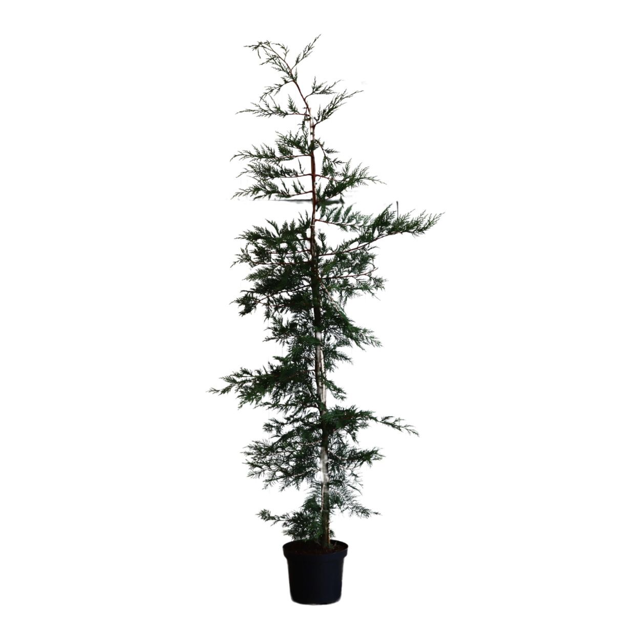 Leylandii 30cm 25 Units
