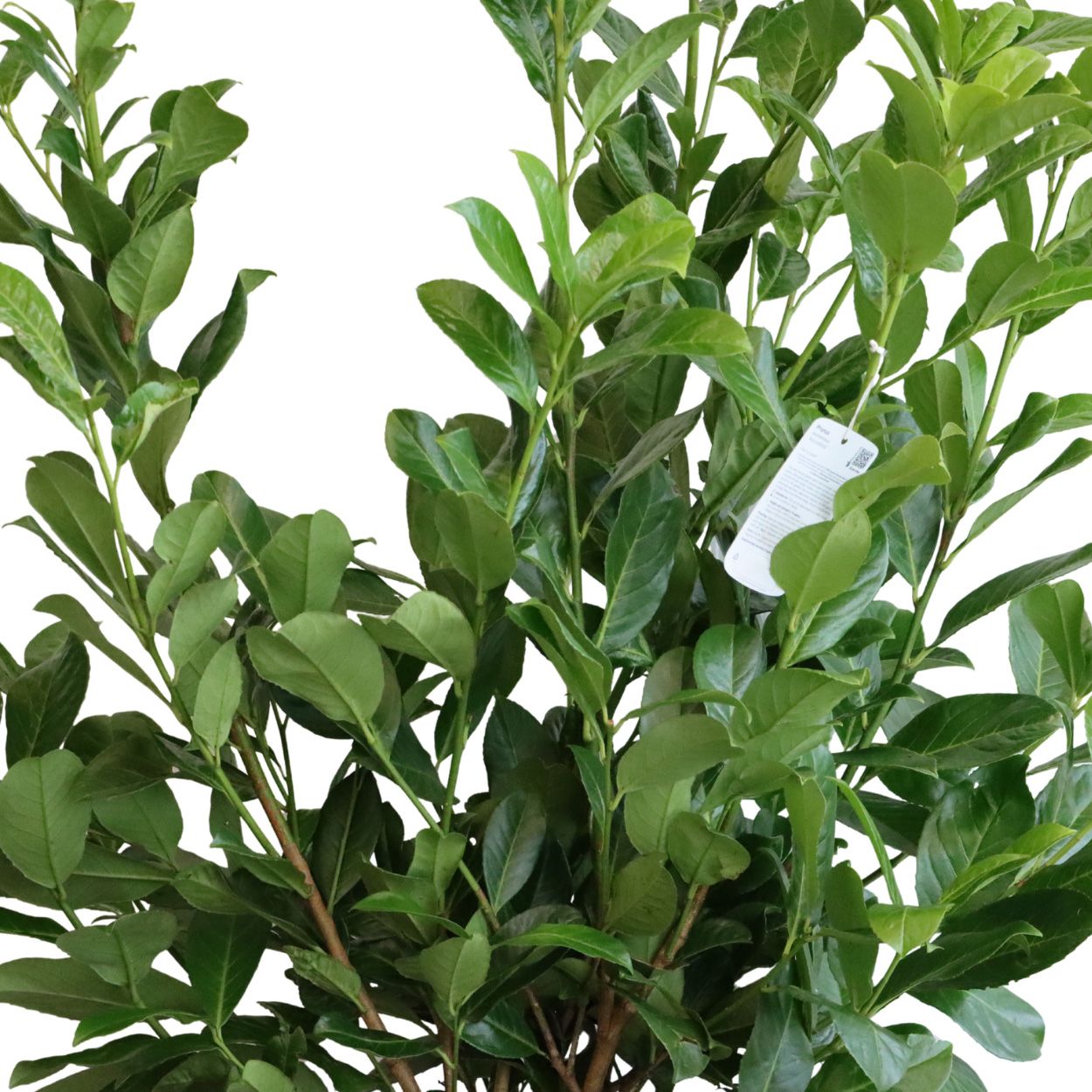 Prunus Laur. Rotundifolia 30cm 5 Units