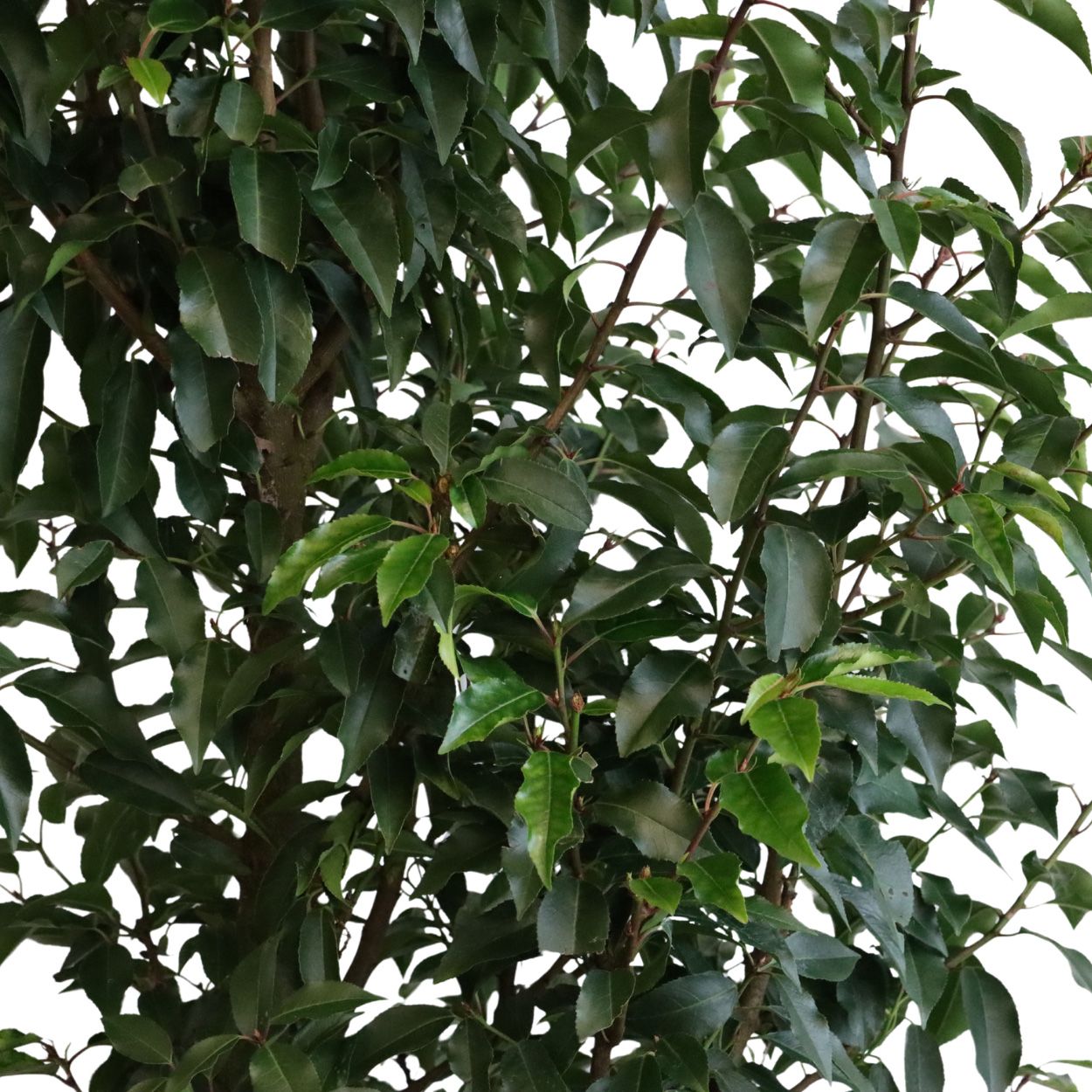 Prunus Lusitanica Angustifolia 36cm 30 Units