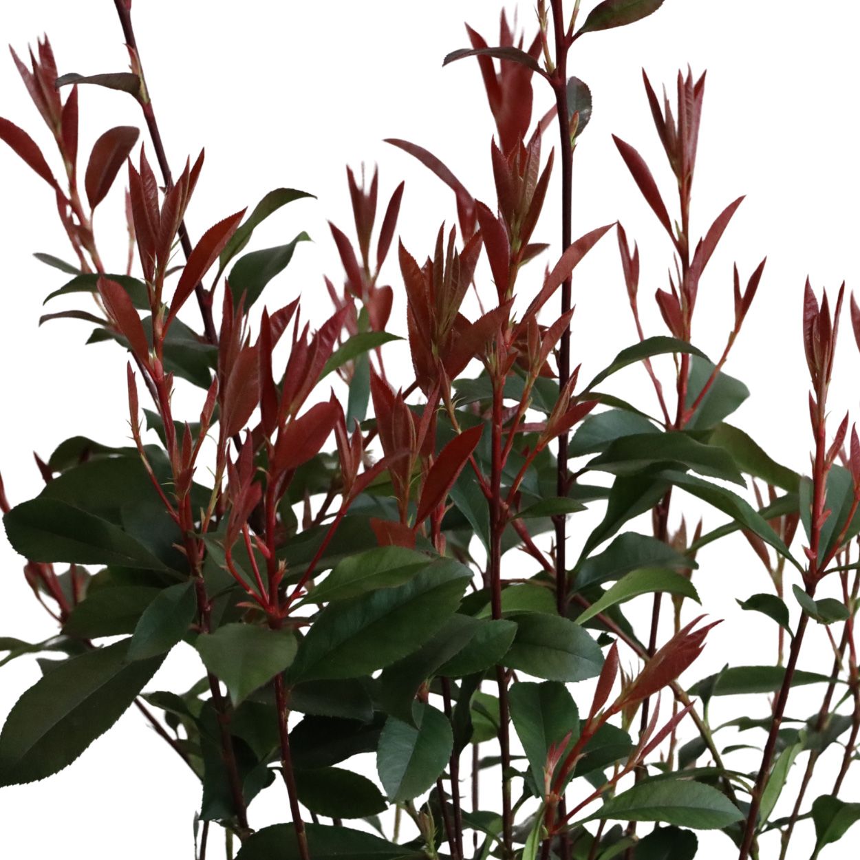Photinia Carre Rouge 30cm 10 Units