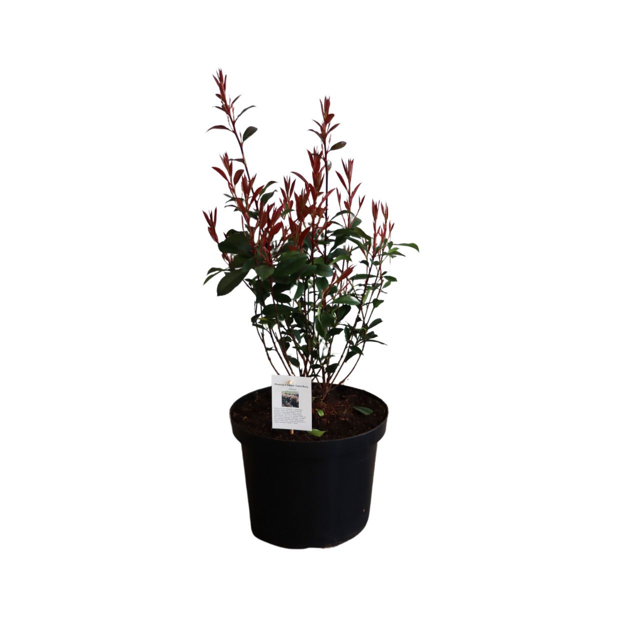 Photinia Carre Rouge 30cm 10 Units