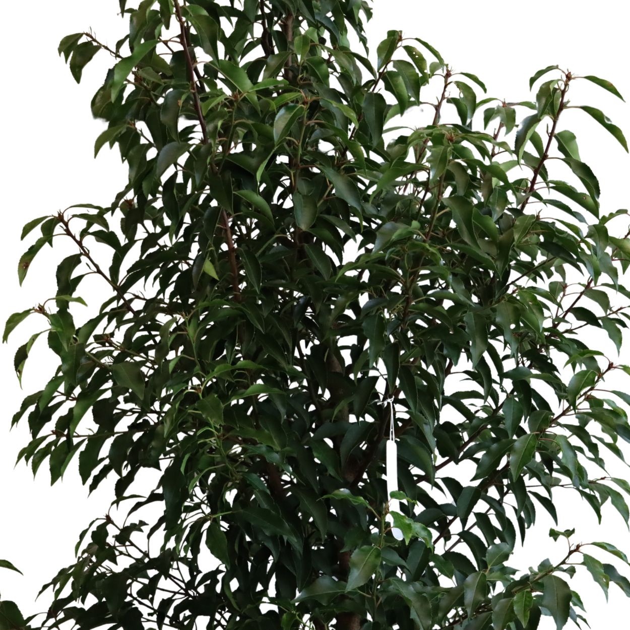 Prunus Lusitanica Angustifolia 50cm 5 Units