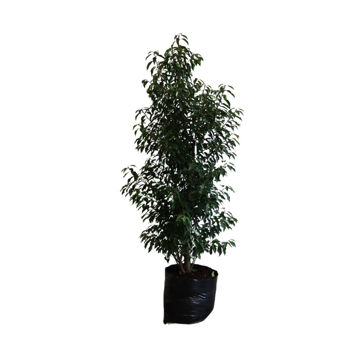 Prunus Lusitanica Angustifolia 50cm 13 Units
