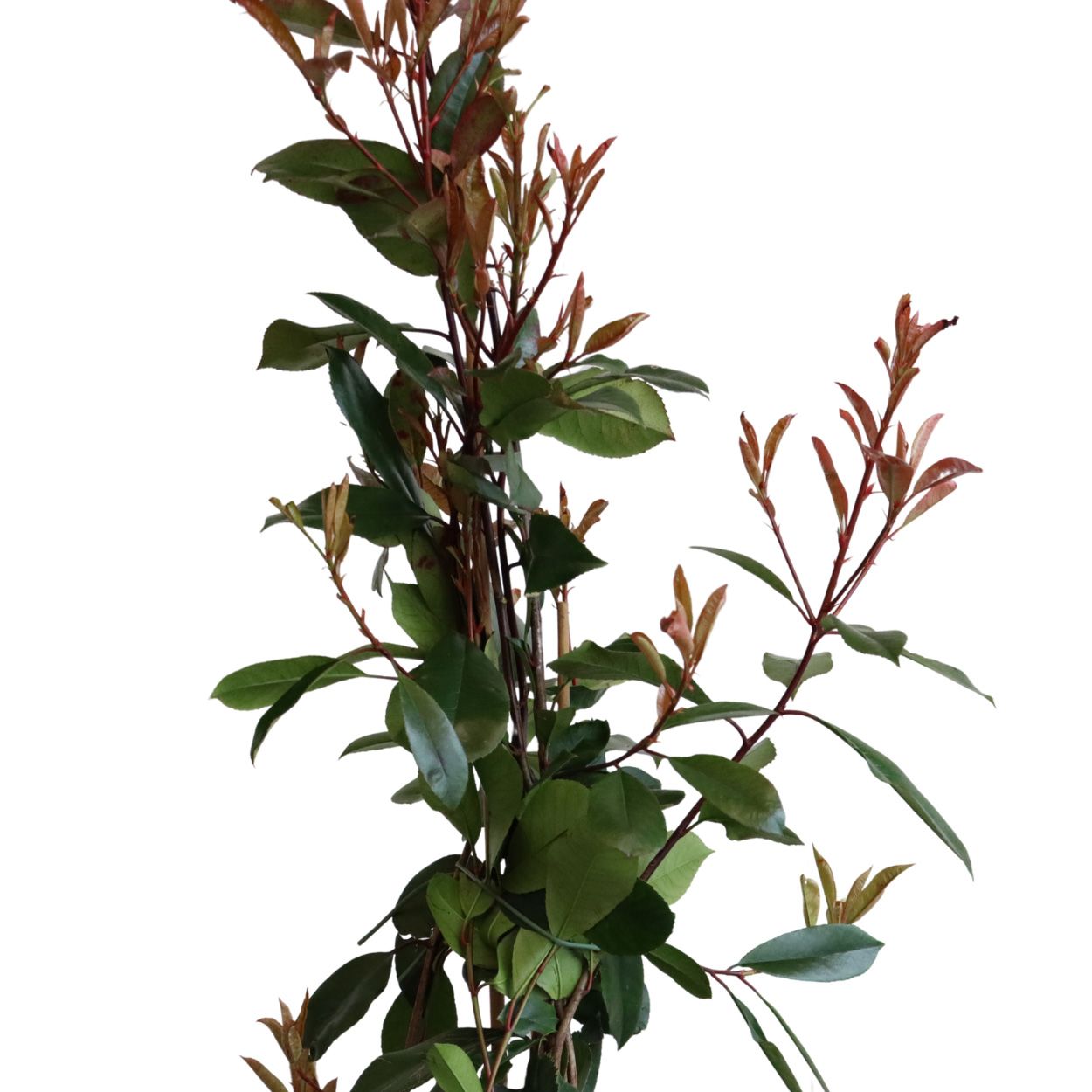 Photinia Fras. Red Robin 26cm 5 Units