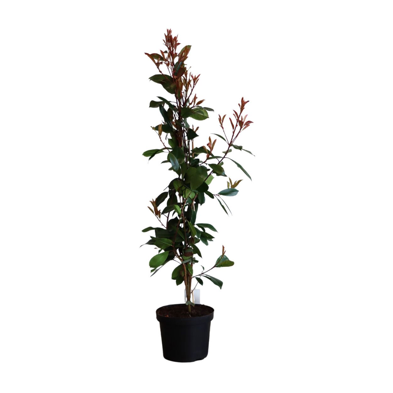 Photinia Fras. Red Robin 26cm 5 Units