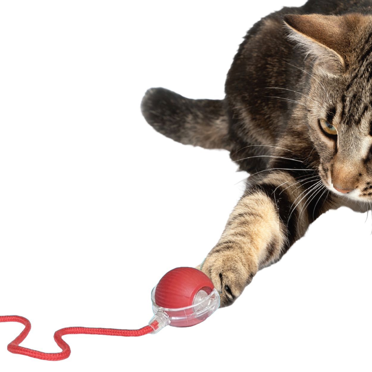 Catch Me Cat Toy