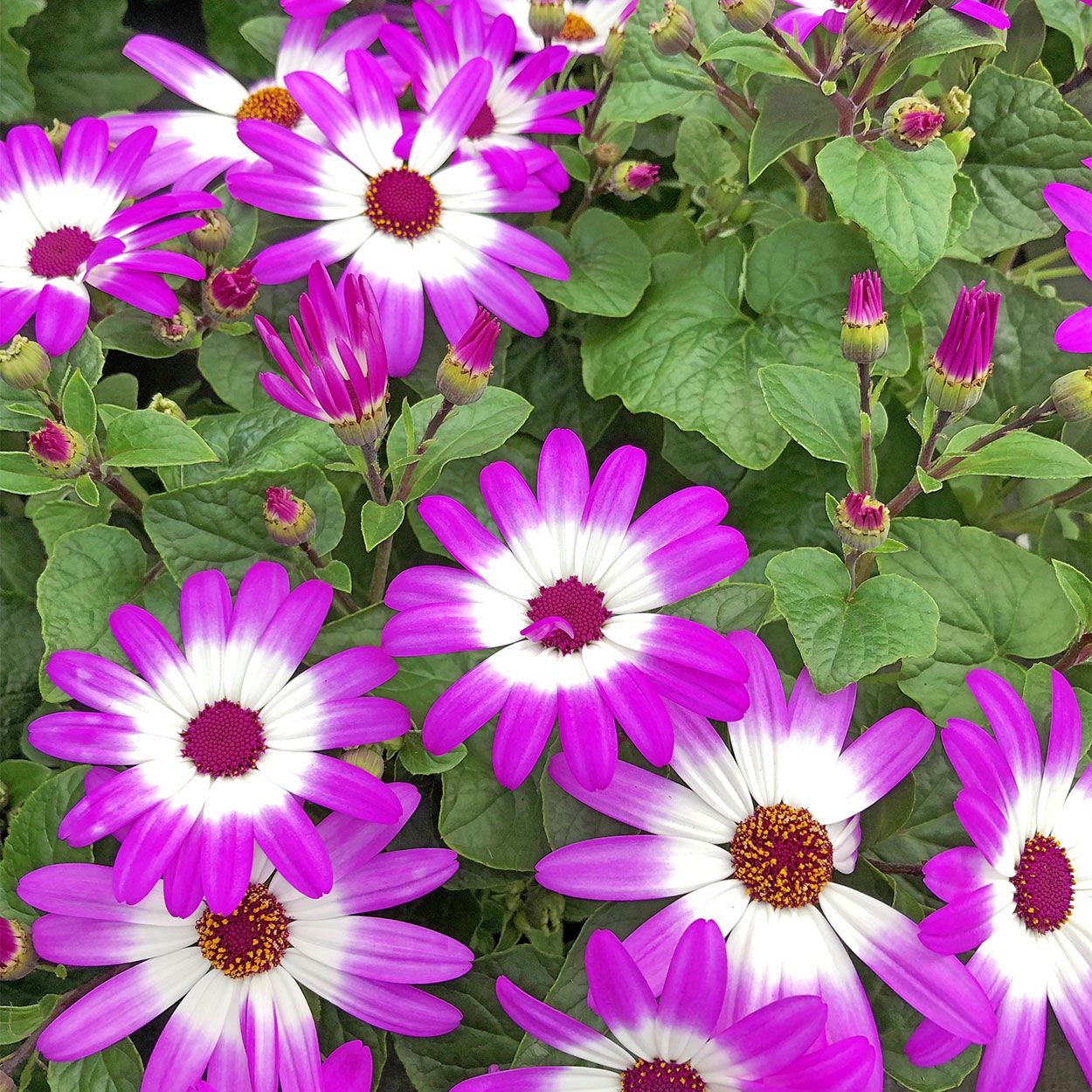 Pericallis Senetti