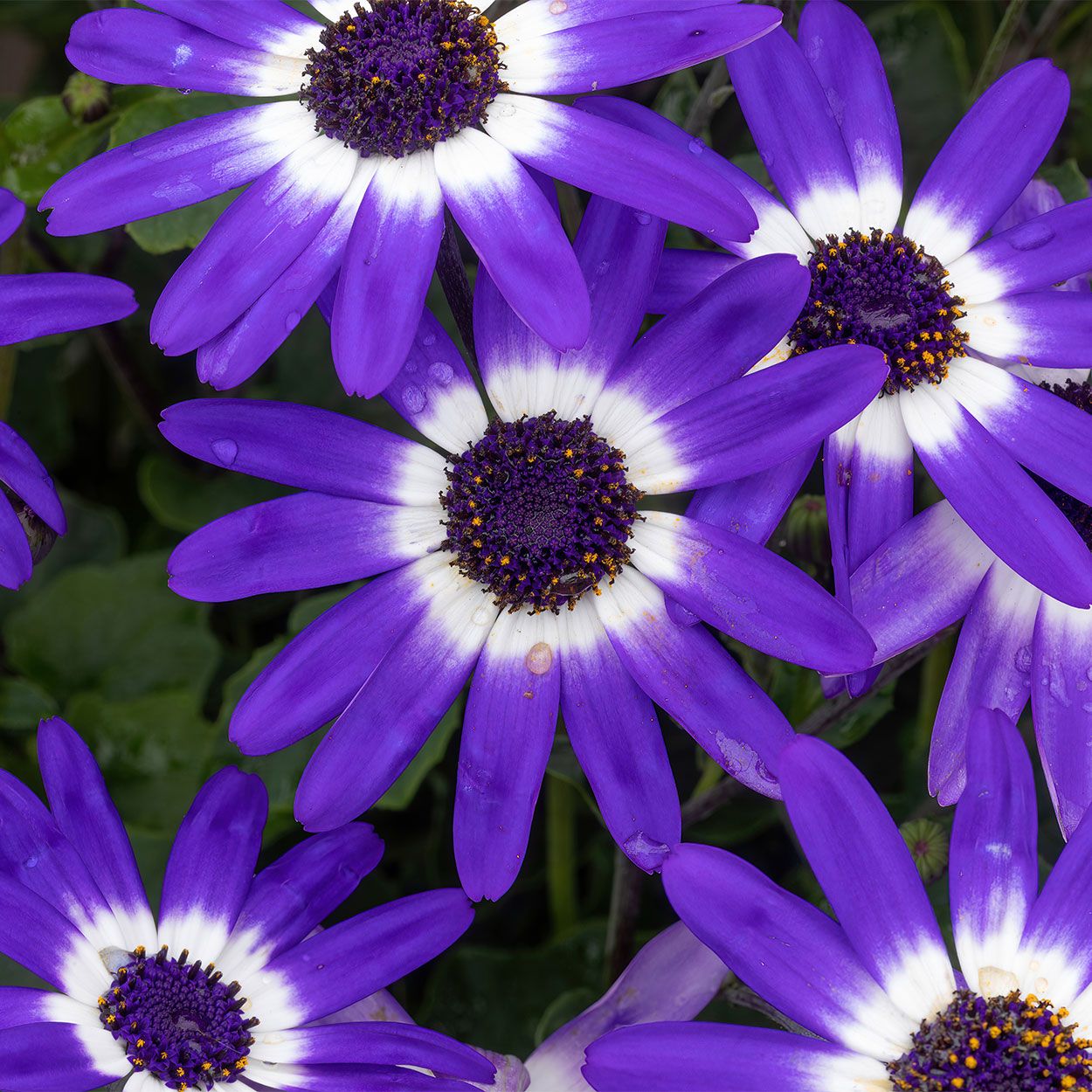 Pericallis Senetti