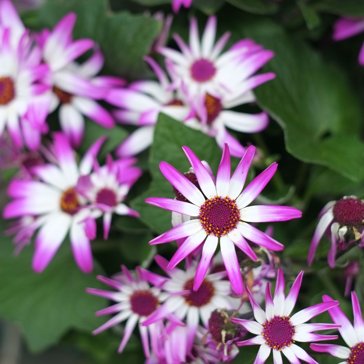Pericallis Senetti