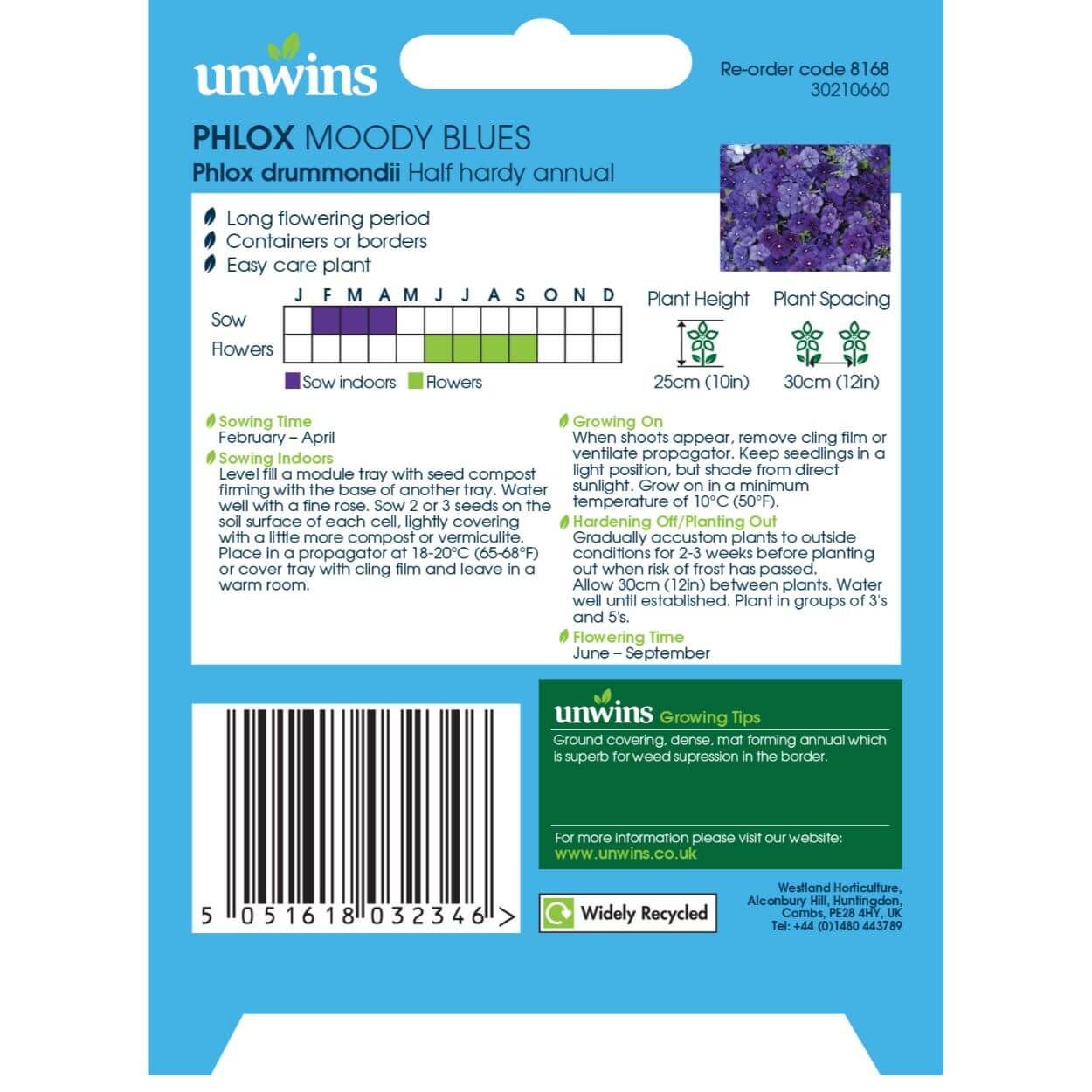 Phlox Moody Blues