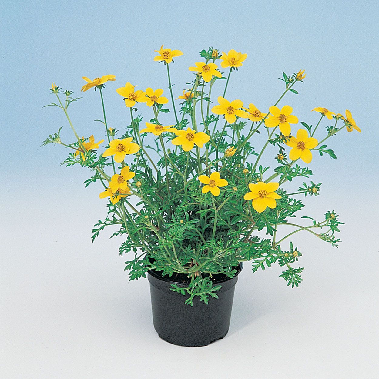 Patio Starter Plants 10.5cm