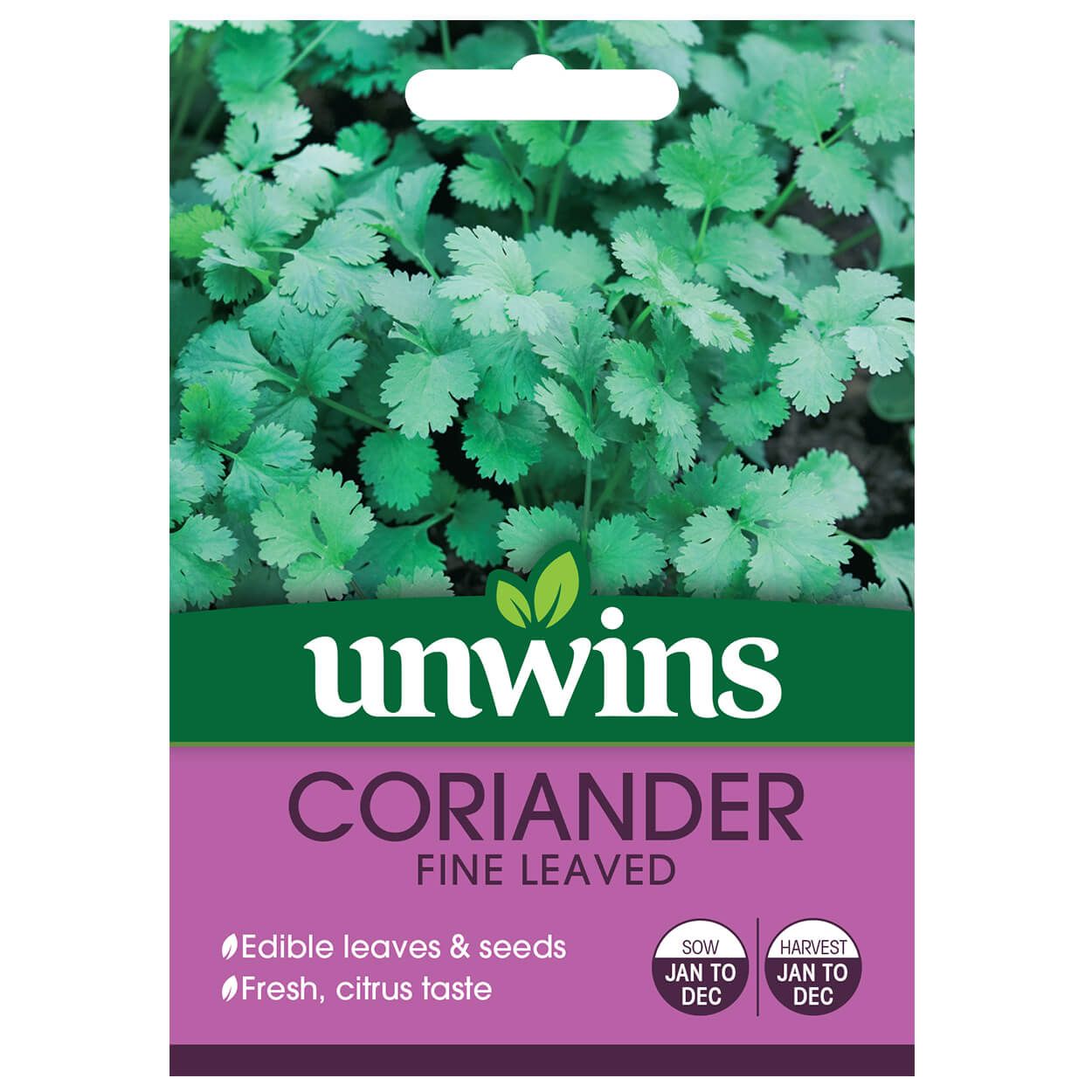 Herb Coriander Fine Leaved
