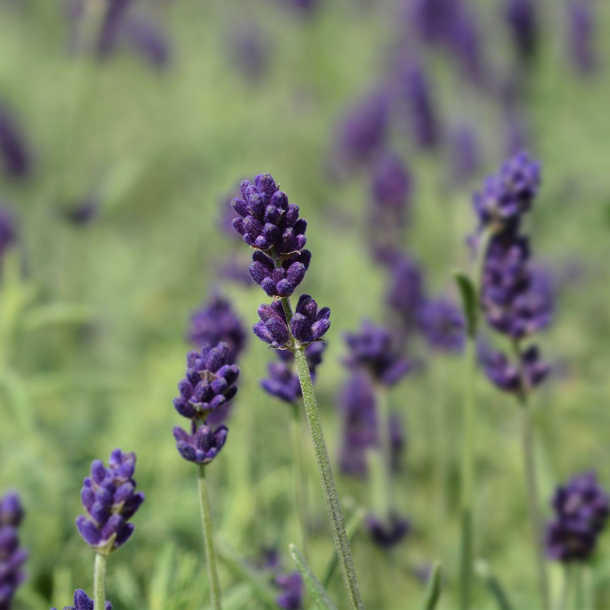 Lavandula Ang. Hidcote 2L