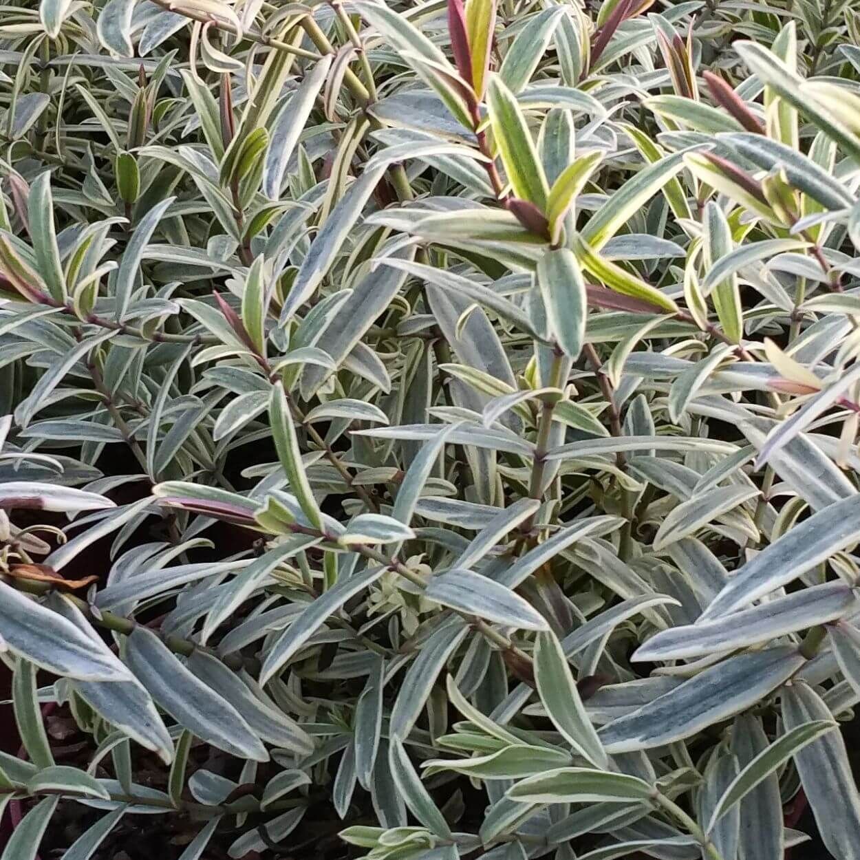 2L Hebe Lady Anne