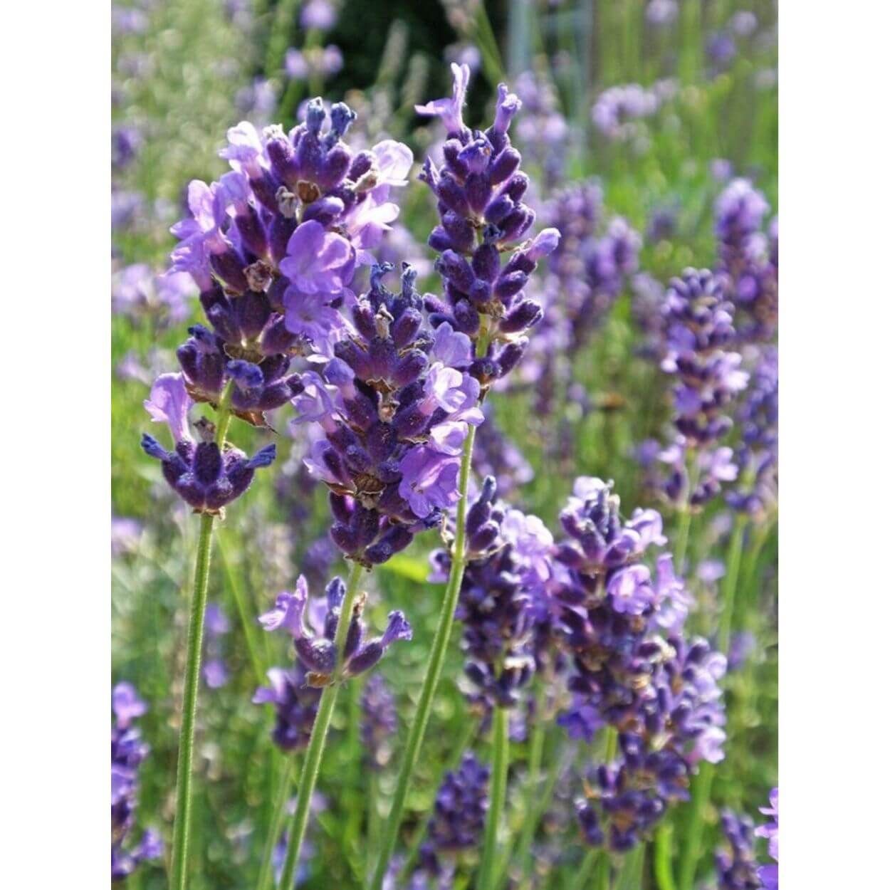 Lavender Ang. Vera Purple 2L