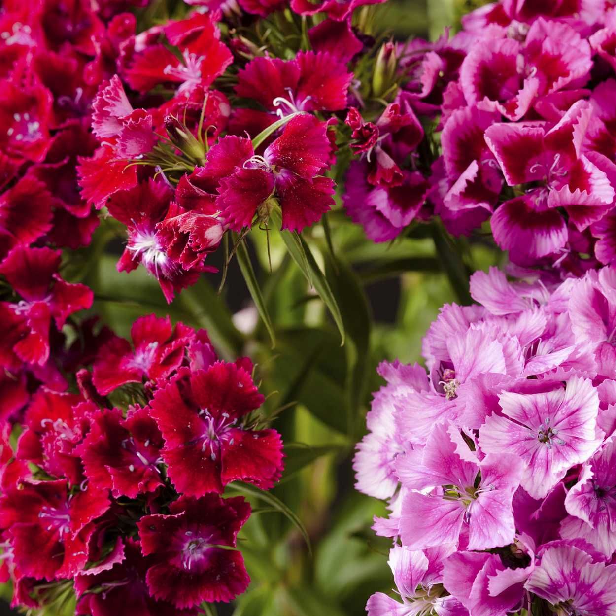 Dianthus Corona Cherry