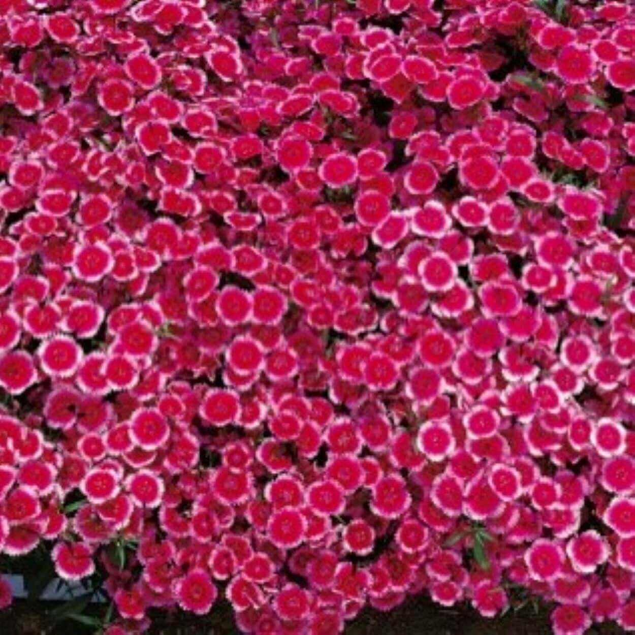 4Pk Dianthus/Sweet William