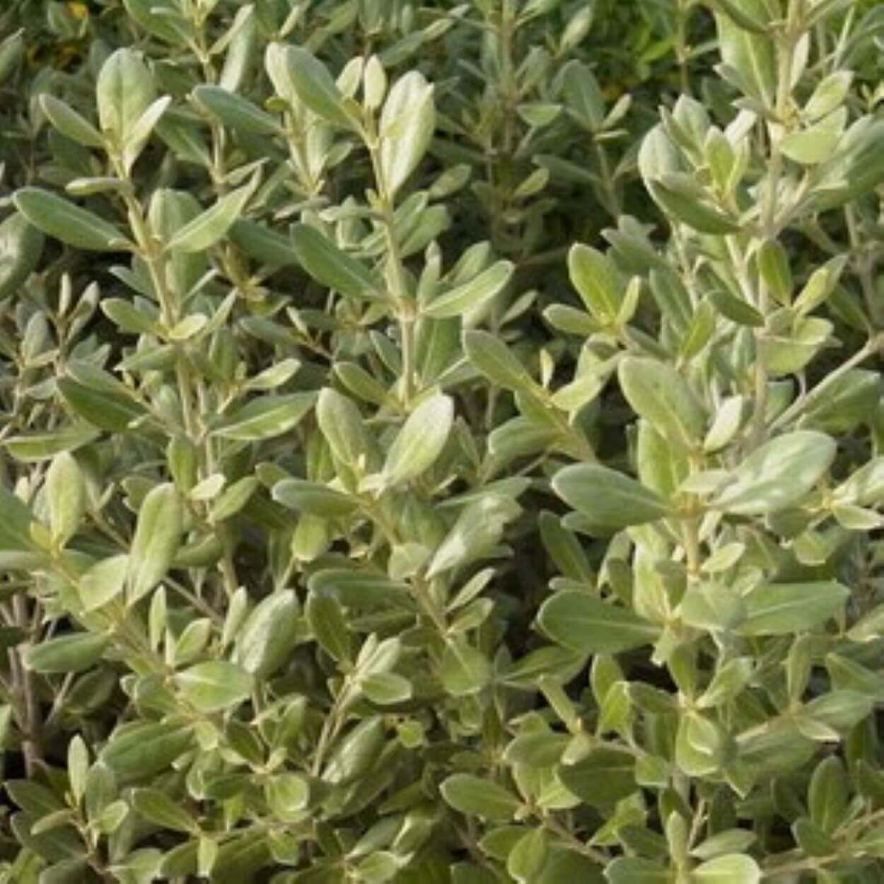 Olearia 13cm