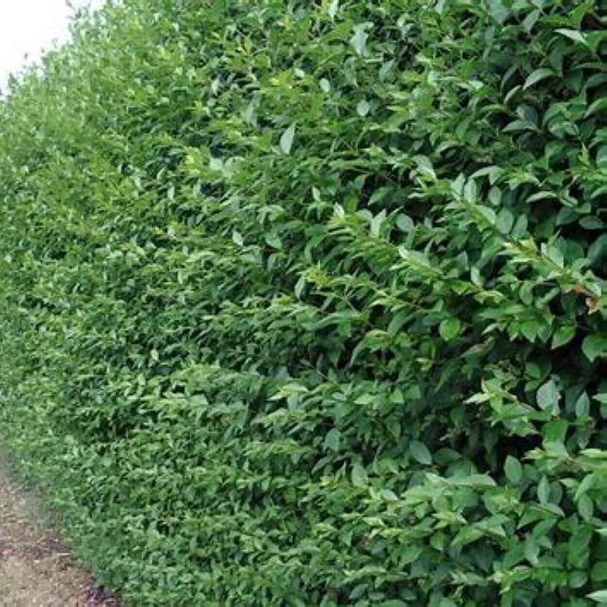 Privet 13cm