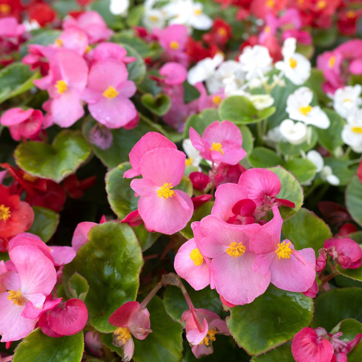 Begonia Olympia 6 Pack