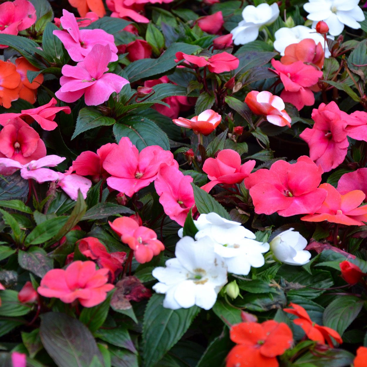 Impatiens 6 Pack
