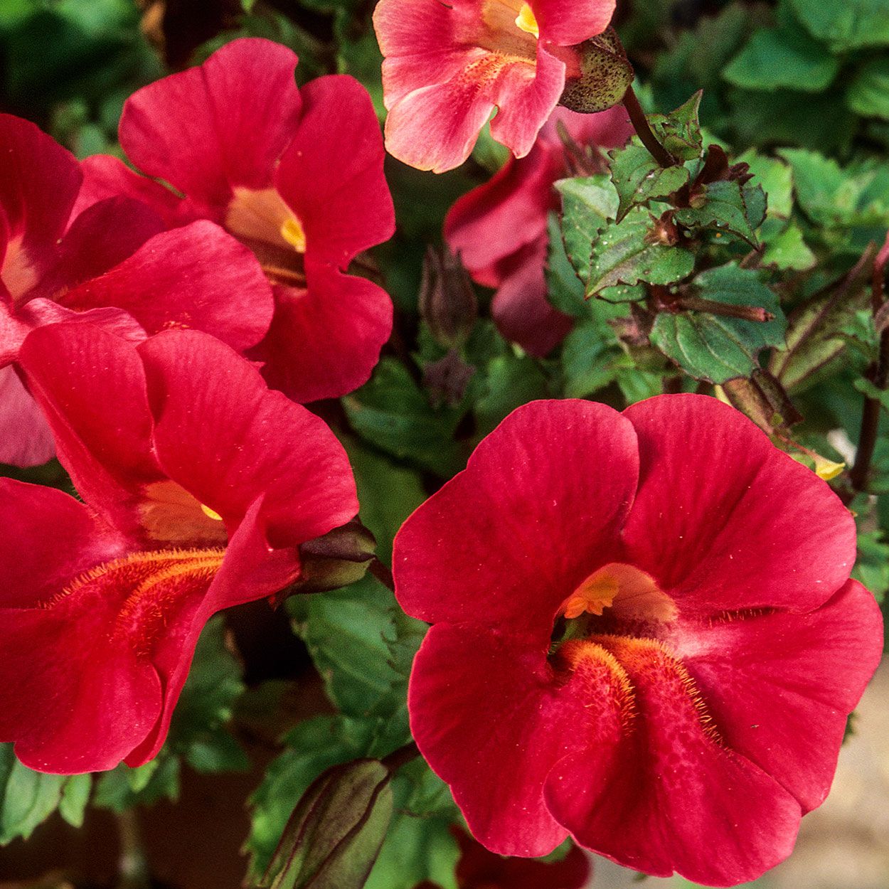 Mimulus 6 Pack