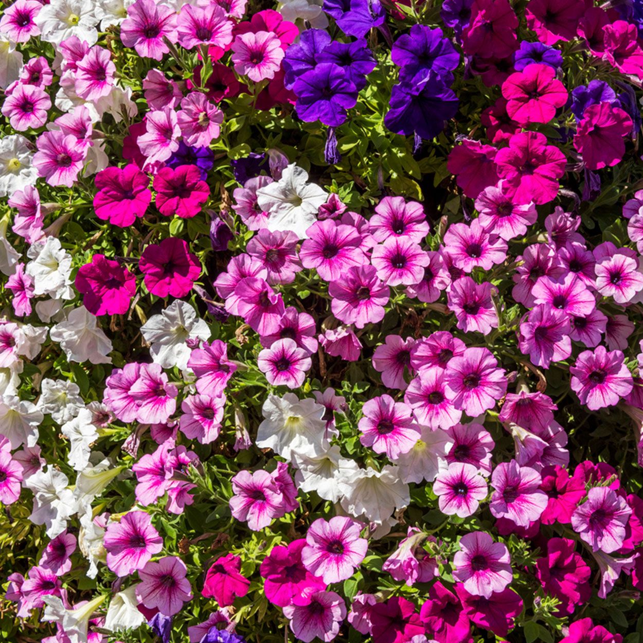 Petunia 6 Pack