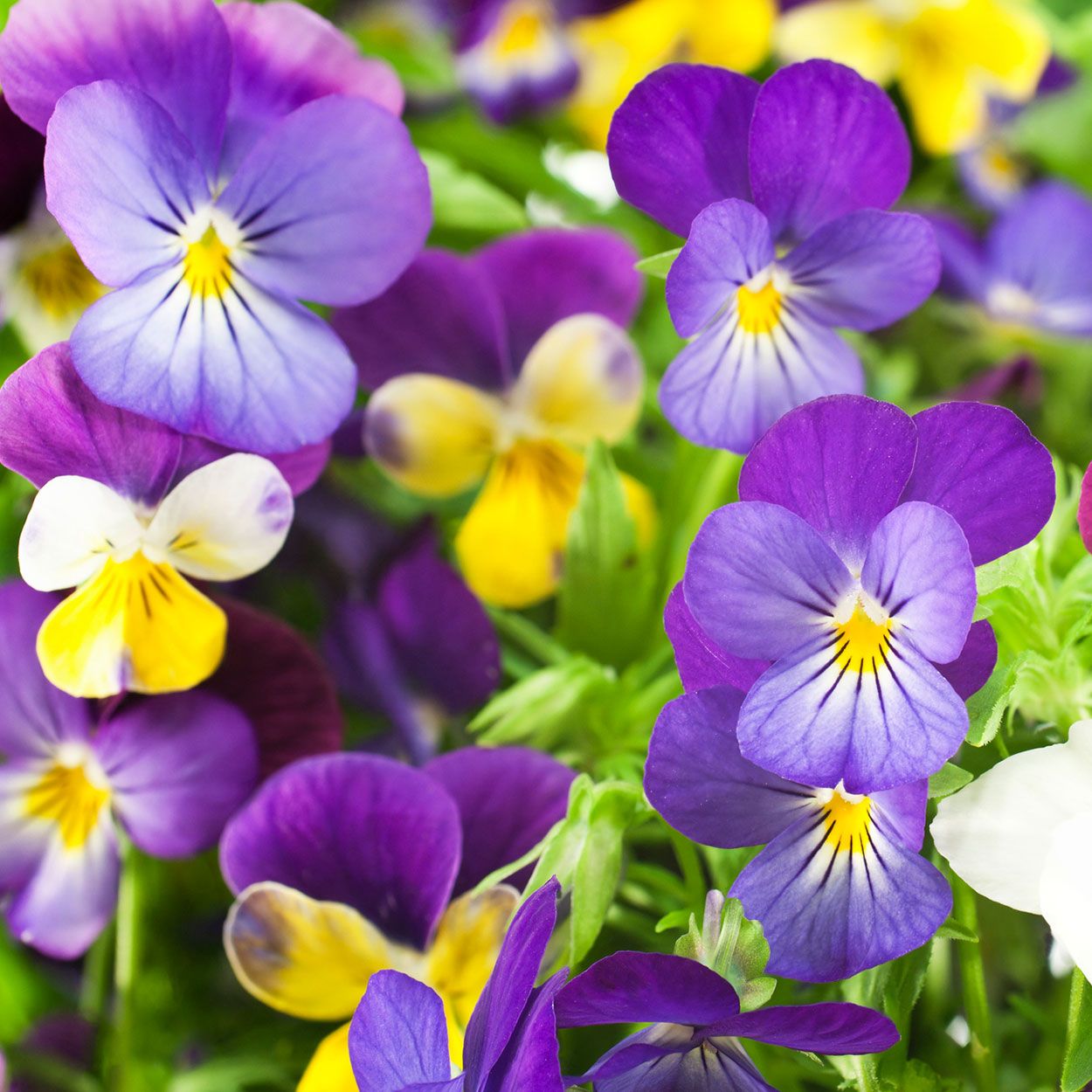 10Pk Viola