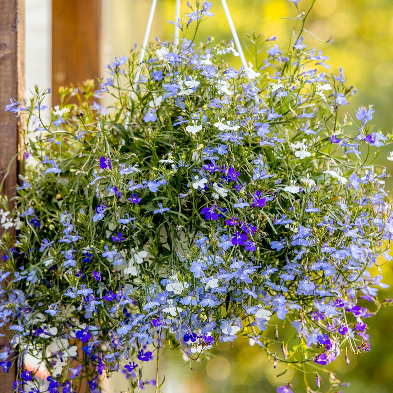 10Pk Trailing Lobelia