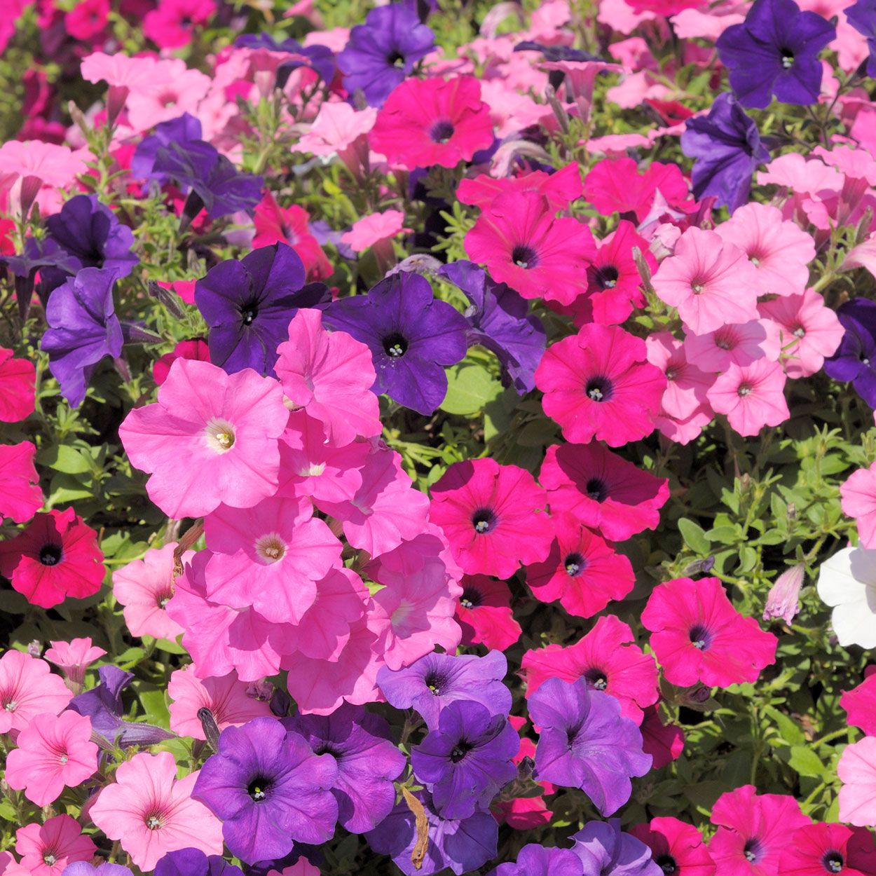10Pk Petunia