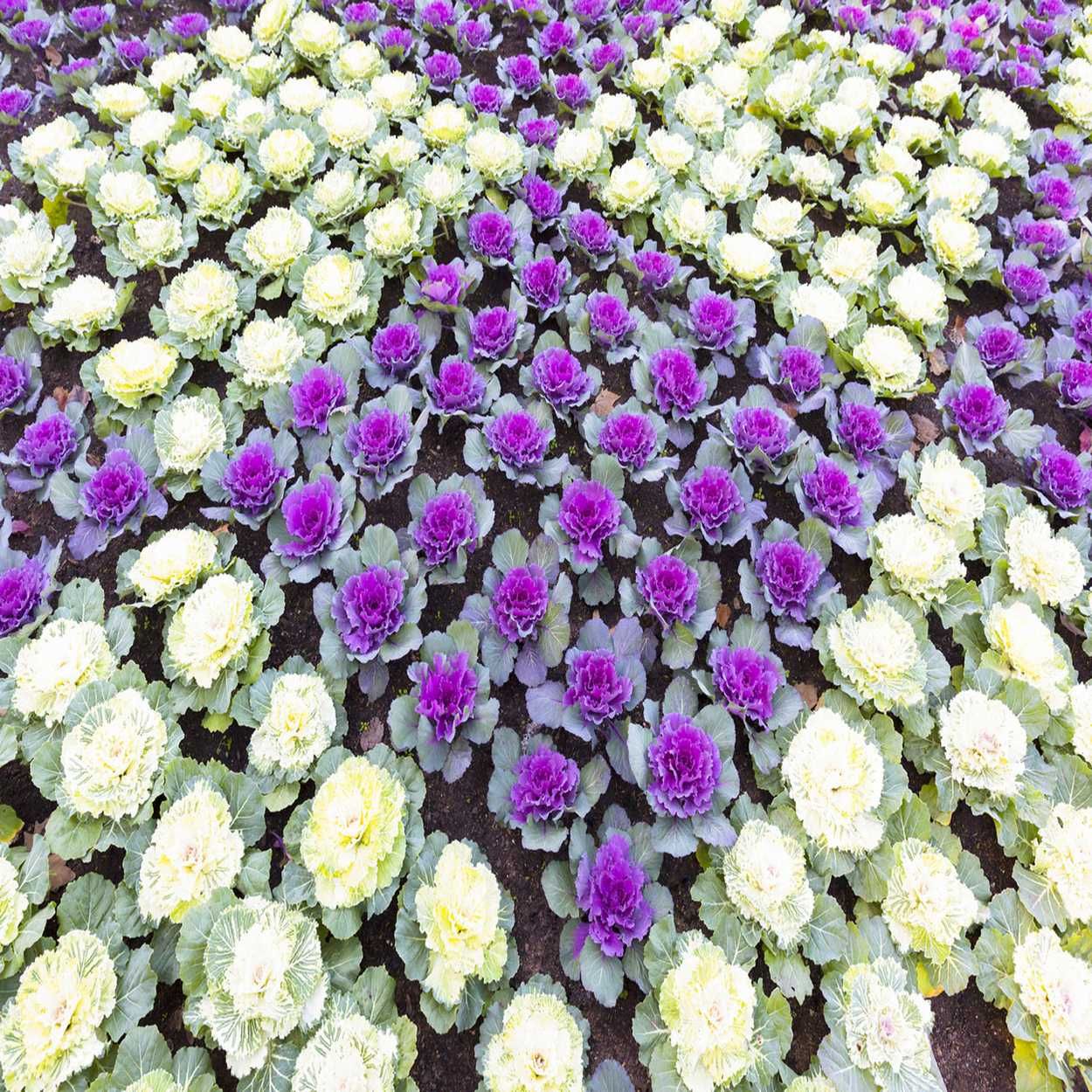 Ornamental Cabbage/Kale